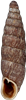 Clausilia bidentataSTRIMSPOLSNÄCKA9,0 × 2,4 mm